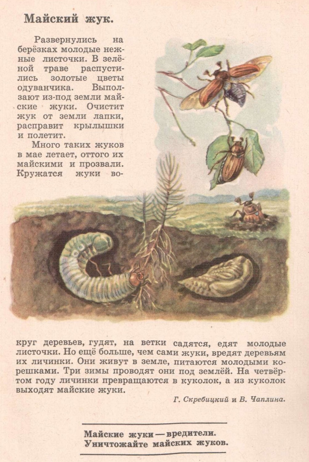 Г. Скребицкий и В. Чаплина МАЙСКИЙ ЖУК - Родная речь. 1-й класс - Статьи -  И.власть